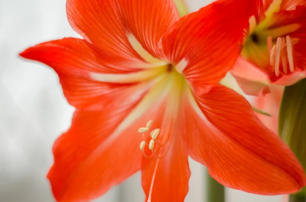 beyaz zemin üzerine kırmızı pembe Glayöl