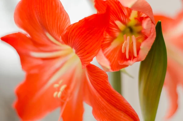 Red pink gladiolus on a white background — Stock Photo, Image