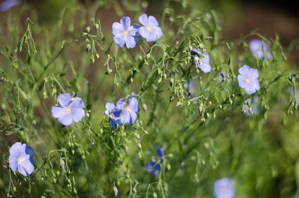 Blue flax flowers of blue on a green background — Stock Photo, Image