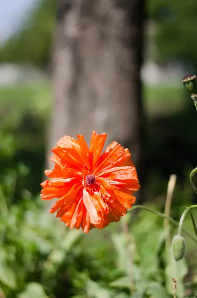yeşil bir arka plan dekoratif turuncu kırmızı poppy