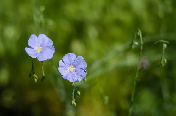 Fiori di lino blu di blu su uno sfondo verde — Foto Stock