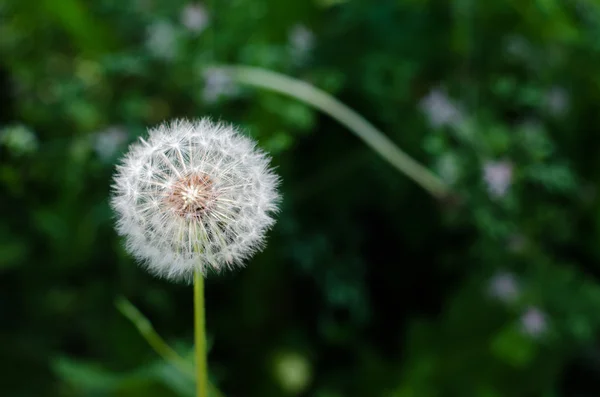 Yeşil arka planda karahindiba