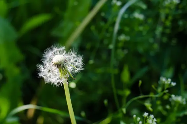 Yeşil arka planda karahindiba