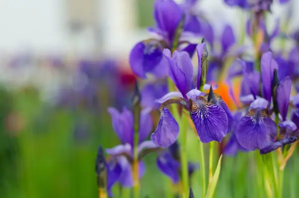 Yeşil arka planda mavi göz