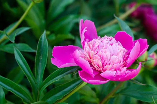 Yeşil arka planda mavi göz