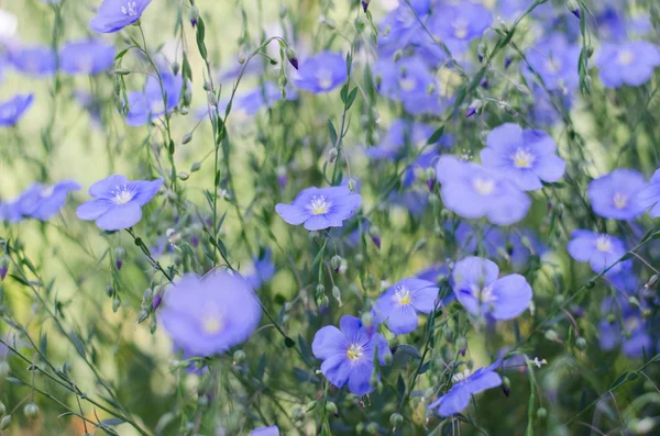 Blue iris on a green background — Stock Photo, Image