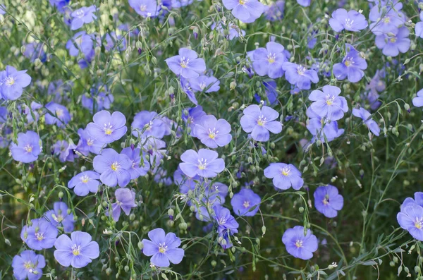 Blue iris on a green background — Stock Photo, Image