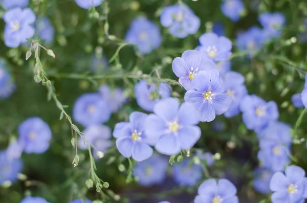 Niebieskie kwiaty lnu niebiesko-zielonym tle — Zdjęcie stockowe