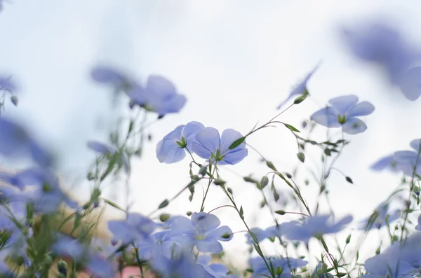 mavi gökyüzü mavi keten çiçekler