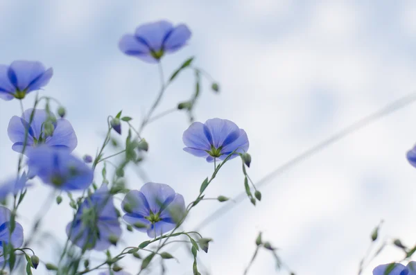 Niebieskie kwiaty lnu z niebieskim tle nieba — Zdjęcie stockowe