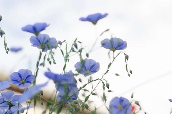 Niebieskie kwiaty lnu z niebieskim tle nieba — Zdjęcie stockowe