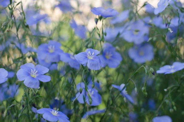 Blå lin blommor blå på en grön bakgrund — Stockfoto