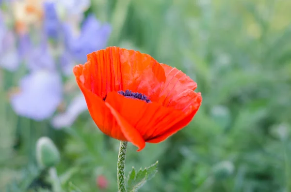Yeşil bir arka plan üzerinde bir yaban arısı ile dekoratif kırmızı gelincik