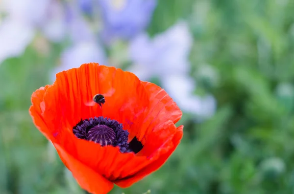 Yeşil bir arka plan üzerinde bir yaban arısı ile dekoratif kırmızı gelincik