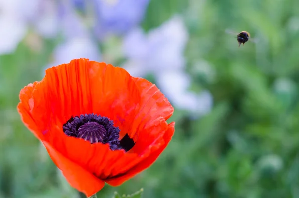 Gökyüzü arka plan üzerinde dekoratif kırmızı gelincik