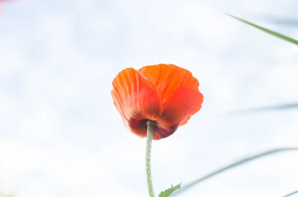 Gökyüzü arka plan üzerinde dekoratif kırmızı gelincik