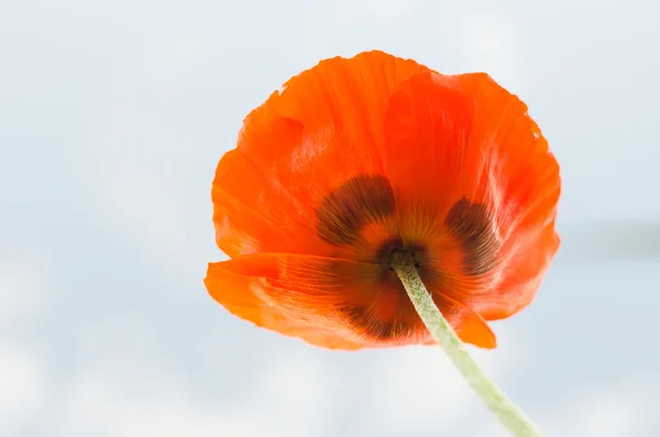 Gökyüzü arka plan üzerinde dekoratif kırmızı gelincik