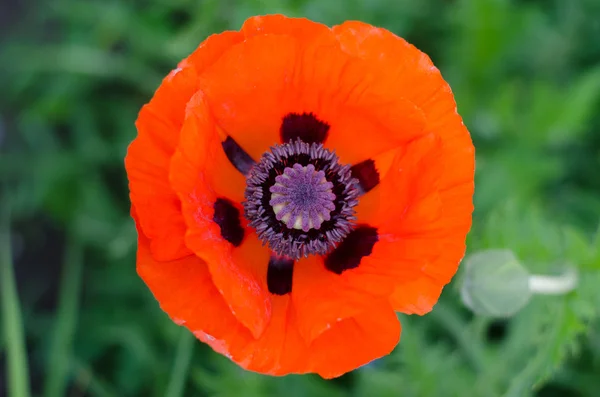 Yeşil bir arka plan üzerinde bir yaban arısı ile dekoratif kırmızı gelincik