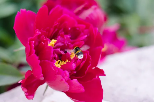 kırmızı pembe peonies üzerinde beyaz arka planı yeşil yaban arısı