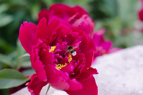 kırmızı pembe peonies üzerinde beyaz arka planı yeşil yaban arısı