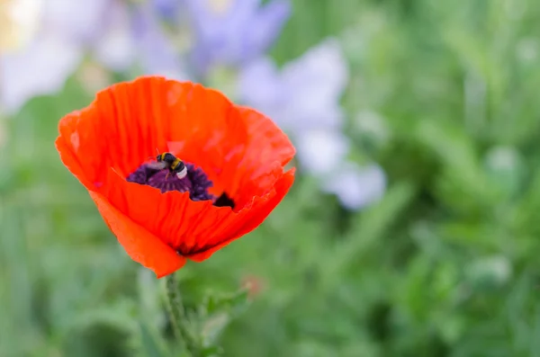 Yeşil bir arka plan üzerinde bir yaban arısı ile dekoratif kırmızı gelincik