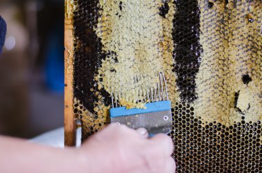 bal arıları petek çerçeve üzerinde