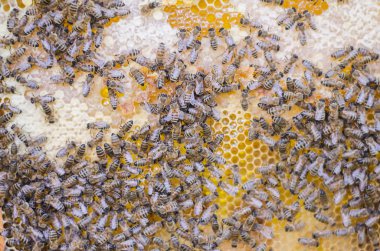 bal arıları petek çerçeve üzerinde