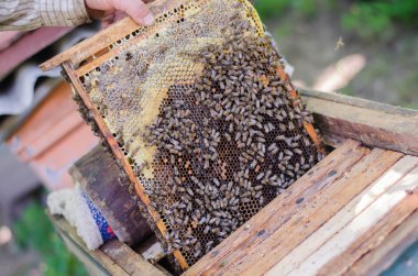 bal arıları petek çerçeve üzerinde