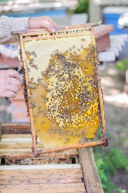 bal arıları petek çerçeve üzerinde