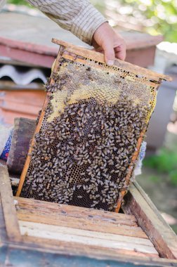 bal arıları petek çerçeve üzerinde