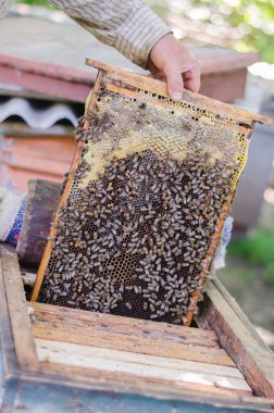 bal arıları petek çerçeve üzerinde