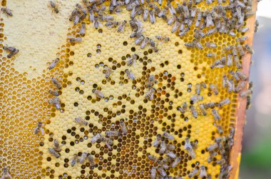 bal arıları petek sarı çerçeve üzerinde