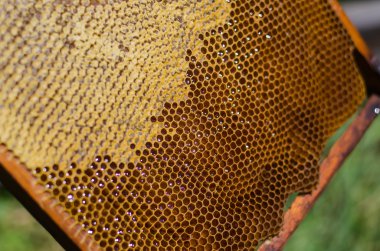 bal arıları petek çerçeve üzerinde