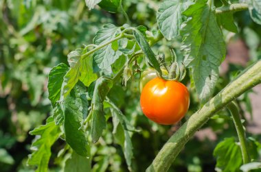 Yeşil arkaplanda kırmızı domates