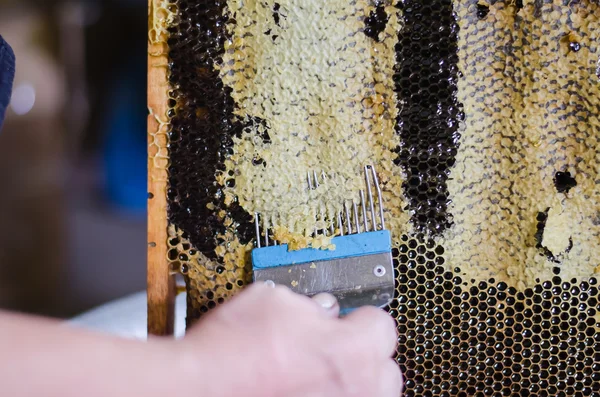 bal arıları petek çerçeve üzerinde