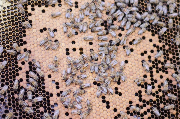 Honey bees on honeycomb frame — Stock Photo, Image