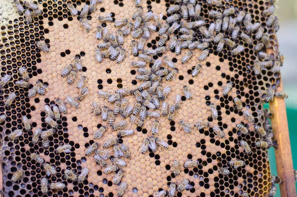 蜜蜂在蜂巢上 — 图库照片