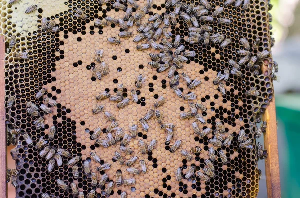 bal arıları petek çerçeve üzerinde