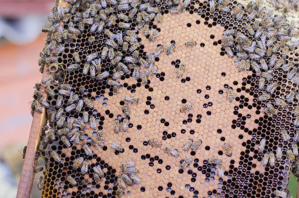 bal arıları petek çerçeve üzerinde