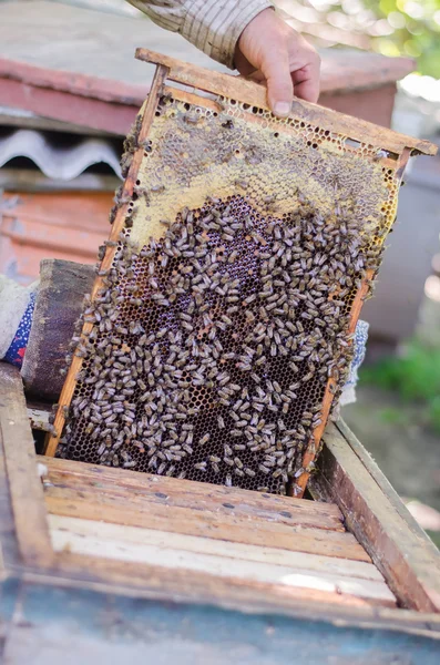 Honey bees on honeycomb frame — Stock Photo, Image