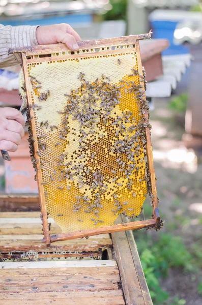 Honey bees on honeycomb frame — Stock Photo, Image