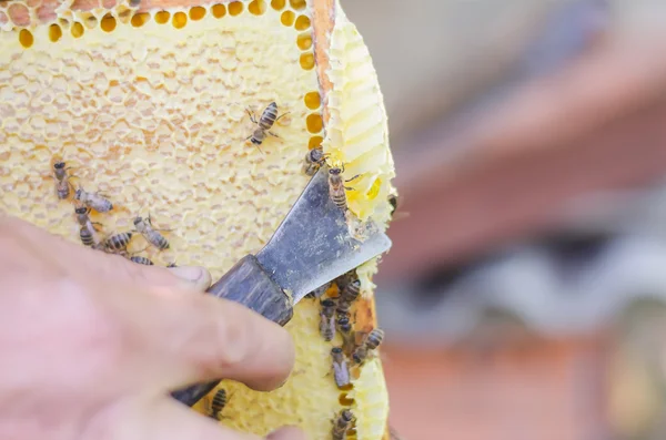 Abejas de miel en marco panal — Foto de Stock