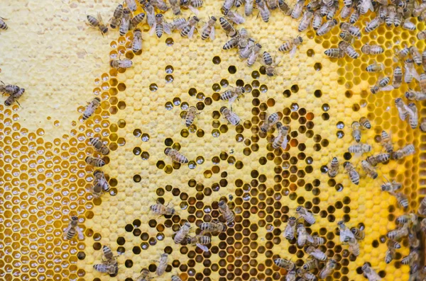 bal arıları petek karesinde sarı