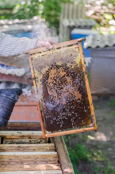 Honey bees on honeycomb frame — Stock Photo, Image