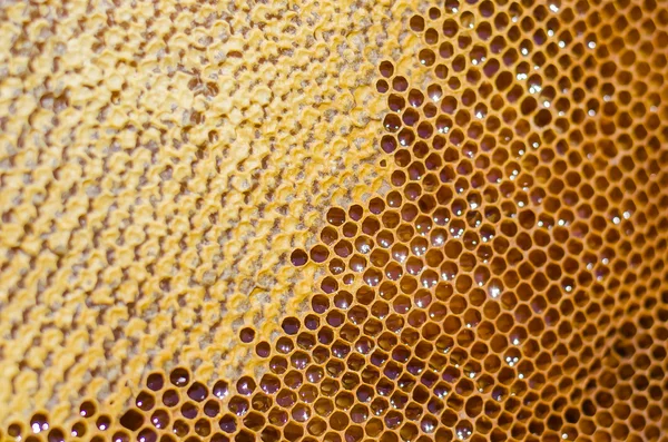 bal arıları petek çerçeve üzerinde