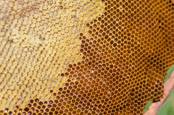 bal arıları petek çerçeve üzerinde