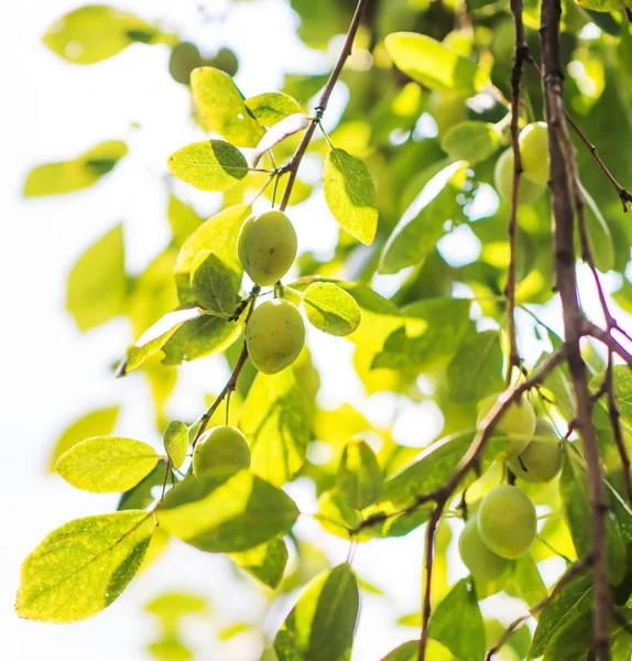 Green plums Stock Photos, Royalty Free Green plums Images Depositphotos®