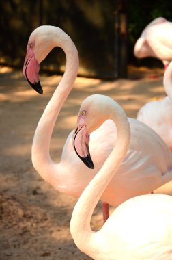 Flamingo kuşu açık Hayvanat Bahçesi.