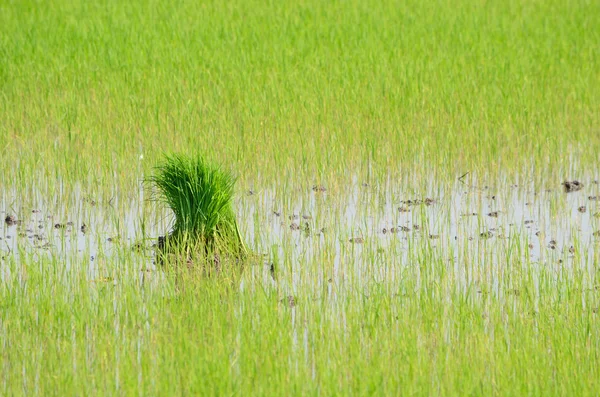 Rice spira plantation fältet. — Stockfoto