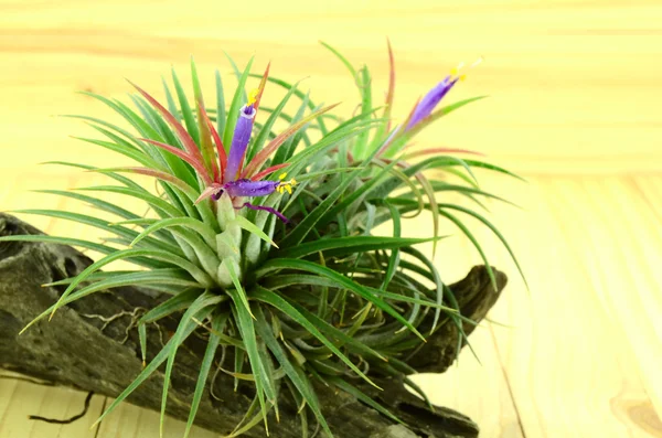 Tillandsia çam ahşap arka plan üzerinde.